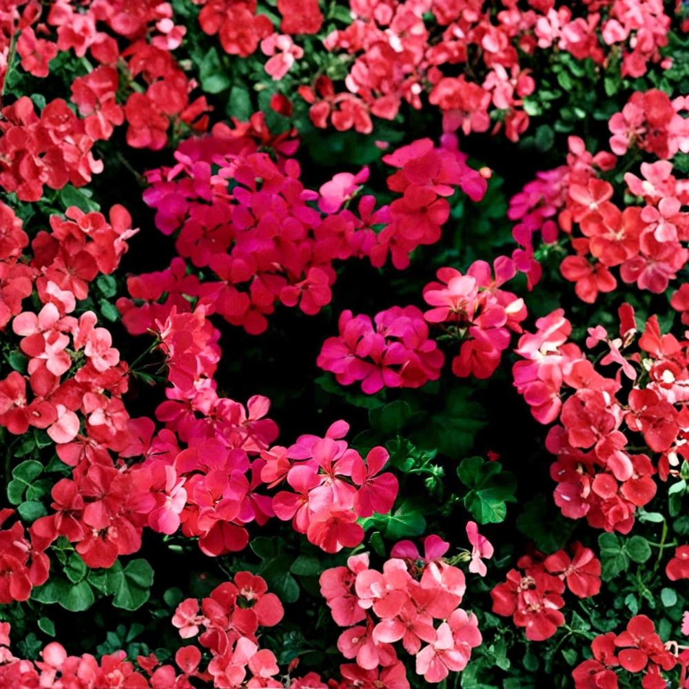 Fuchsia Ivy Leaf Geranium Seeds – Trailing Pelargonium x peltatum ‘Summer Showers’ for Hanging Baskets & Containers