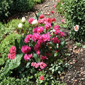 Cold Hardy Rhododendron PJM ‘Landmark’ – Bright Pink Spring Blooms, Evergreen Shrub, #3 Container Plant