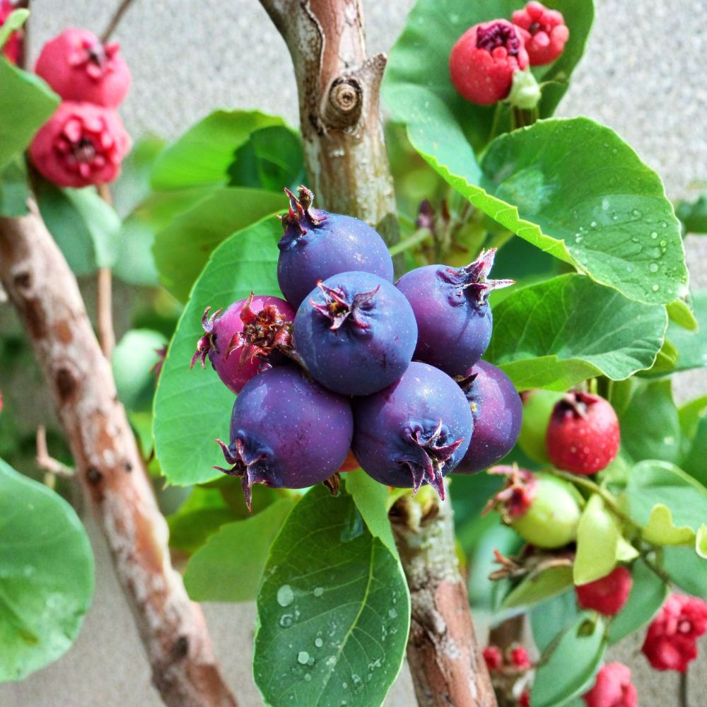 Saskatoon Serviceberry Plant – Edible Native Berry Shrub, Self-Pollinating, Amelanchier alnifolia, Zones 4–7
