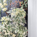Variegated Fiveleaf Aralia Live Shrub 2 Gallon Pot, Eleutherococcus sieboldianus, Deer-Resistant Landscape Plant