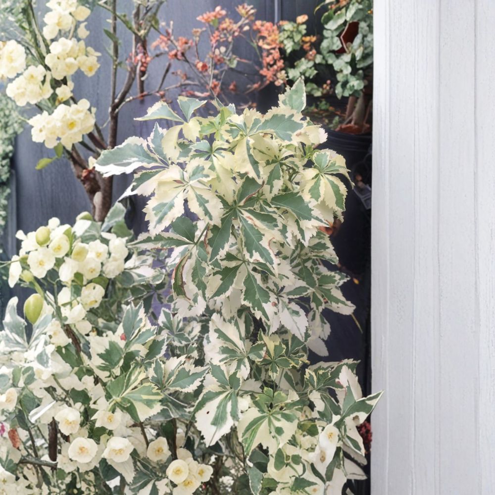 Variegated Fiveleaf Aralia Live Shrub 2 Gallon Pot, Eleutherococcus sieboldianus, Deer-Resistant Landscape Plant