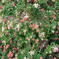 Pieris japonica ‘Karenoma’ Live Evergreen Shrub with Fragrant Bell-Shaped Blooms, Deer Resistant, Container Grown
