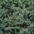 Podocarpus alpinus ‘Blue Gem’ Evergreen Shrub | Compact Blue Foliage Conifer | Groundcover Plant | Container Grown