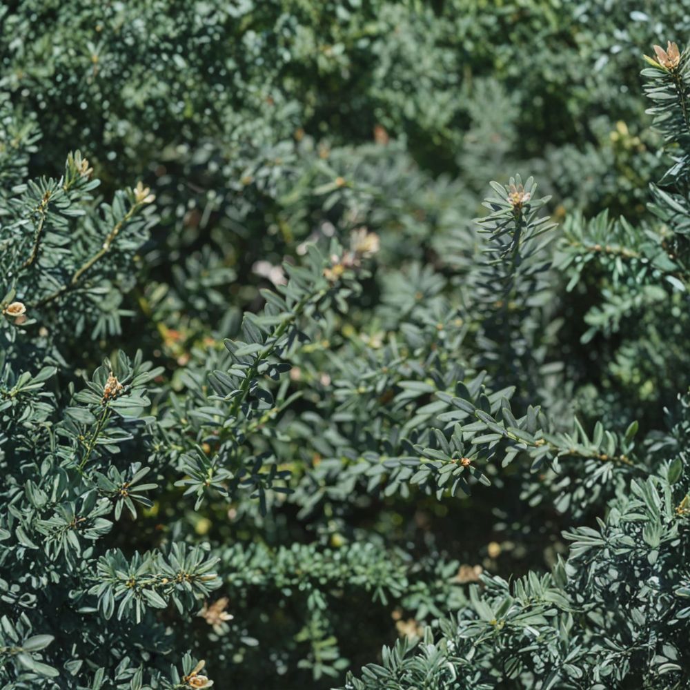 Podocarpus alpinus ‘Blue Gem’ Evergreen Shrub | Compact Blue Foliage Conifer | Groundcover Plant | Container Grown