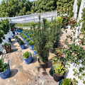 Taxus baccata ‘Fastigiata’ Irish Yew Live Evergreen Shrub – Privacy Hedge, Vertical Accent Plant, Columnar Conifer
