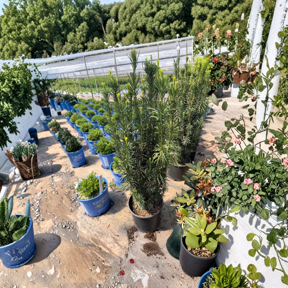 Taxus baccata ‘Fastigiata’ Irish Yew Live Evergreen Shrub – Privacy Hedge, Vertical Accent Plant, Columnar Conifer
