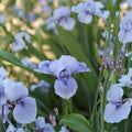 Bedford Lilac Bearded Iris Rhizomes – Hardy Perennial Spring Blooming Garden Plant, Drought Tolerant, #1 Grade Iris Flowers