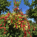 Winter Red Winterberry Holly Live Shrub 4-Inch Pot Ilex verticillata with Red Berries Native Landscape Plant