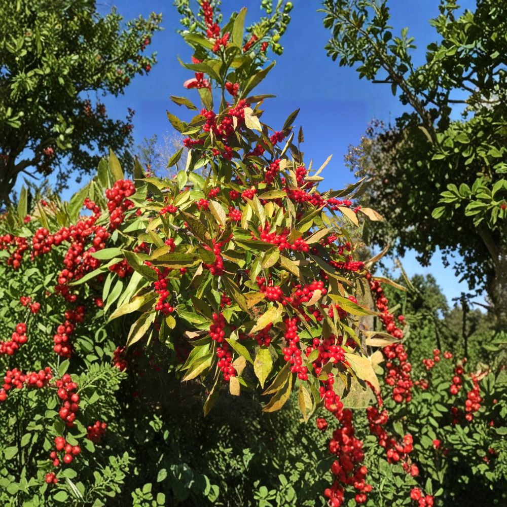 Winter Red Winterberry Holly Live Shrub 4-Inch Pot Ilex verticillata with Red Berries Native Landscape Plant