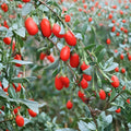 Live Goji Berry Plant Shrub | Edible Wolfberry | Lycium chinense | Nursery Pot | Superfruit for Garden & Container