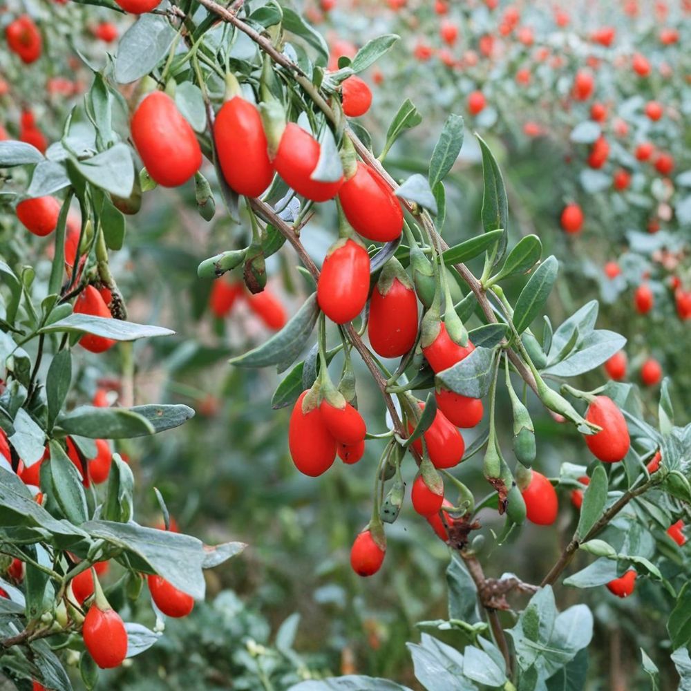 Live Goji Berry Plant Shrub | Edible Wolfberry | Lycium chinense | Nursery Pot | Superfruit for Garden & Container