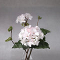 Multi Bloom White Geranium Seeds – Pelargonium zonale, Flowering Annual, White Clusters, Container & Garden Plant