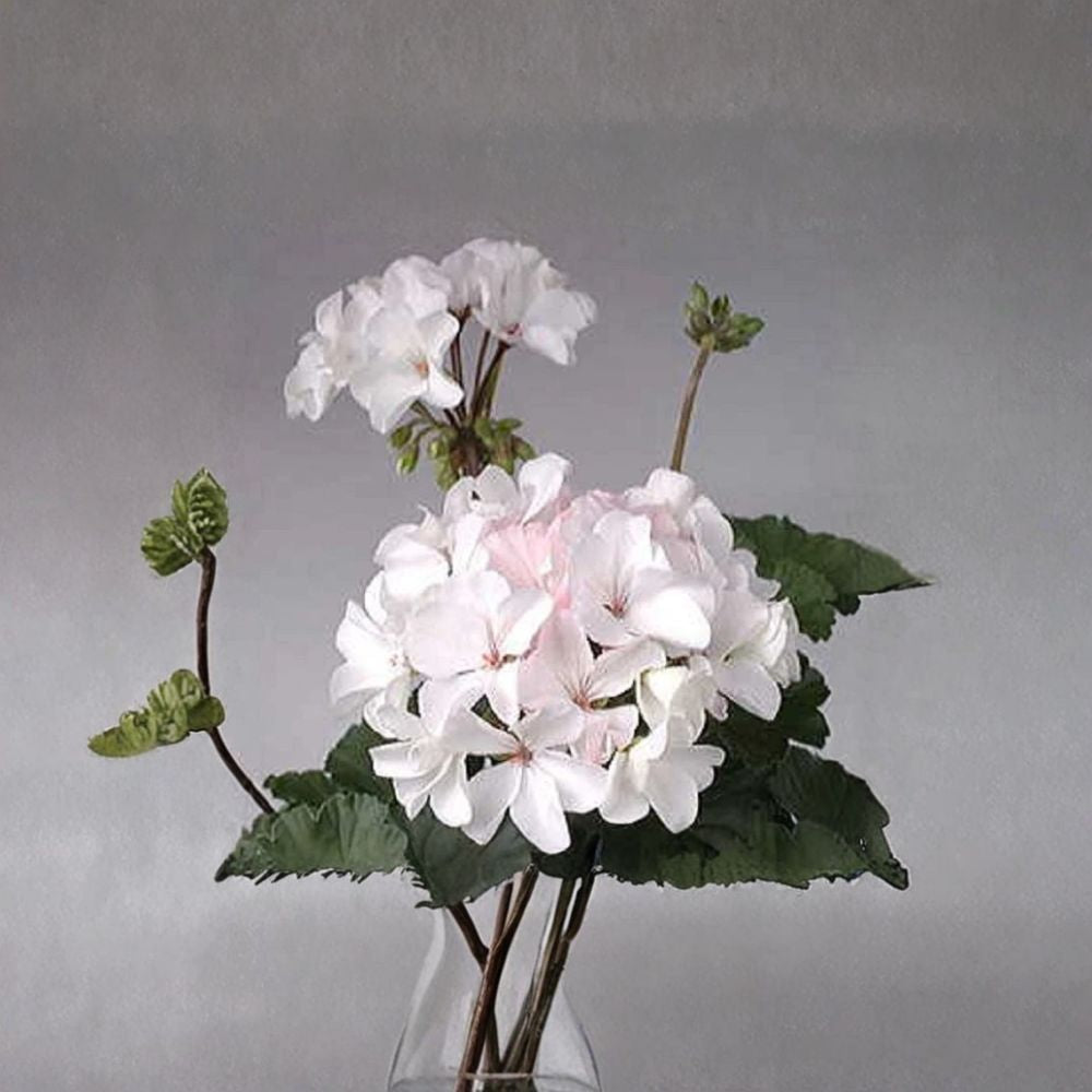 Multi Bloom White Geranium Seeds – Pelargonium zonale, Flowering Annual, White Clusters, Container & Garden Plant