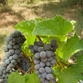5 Jupiter Seedless Muscat Grape Cuttings – Vitis labrusca Live Propagation Stems for Home Growing