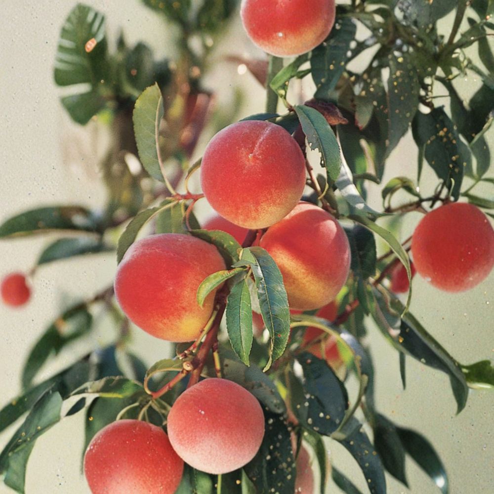 Elberta Peach Tree Grafted Live Fruit Tree | Self-Pollinating Heirloom Freestone Peach | Zones 5–8 | Prunus persica