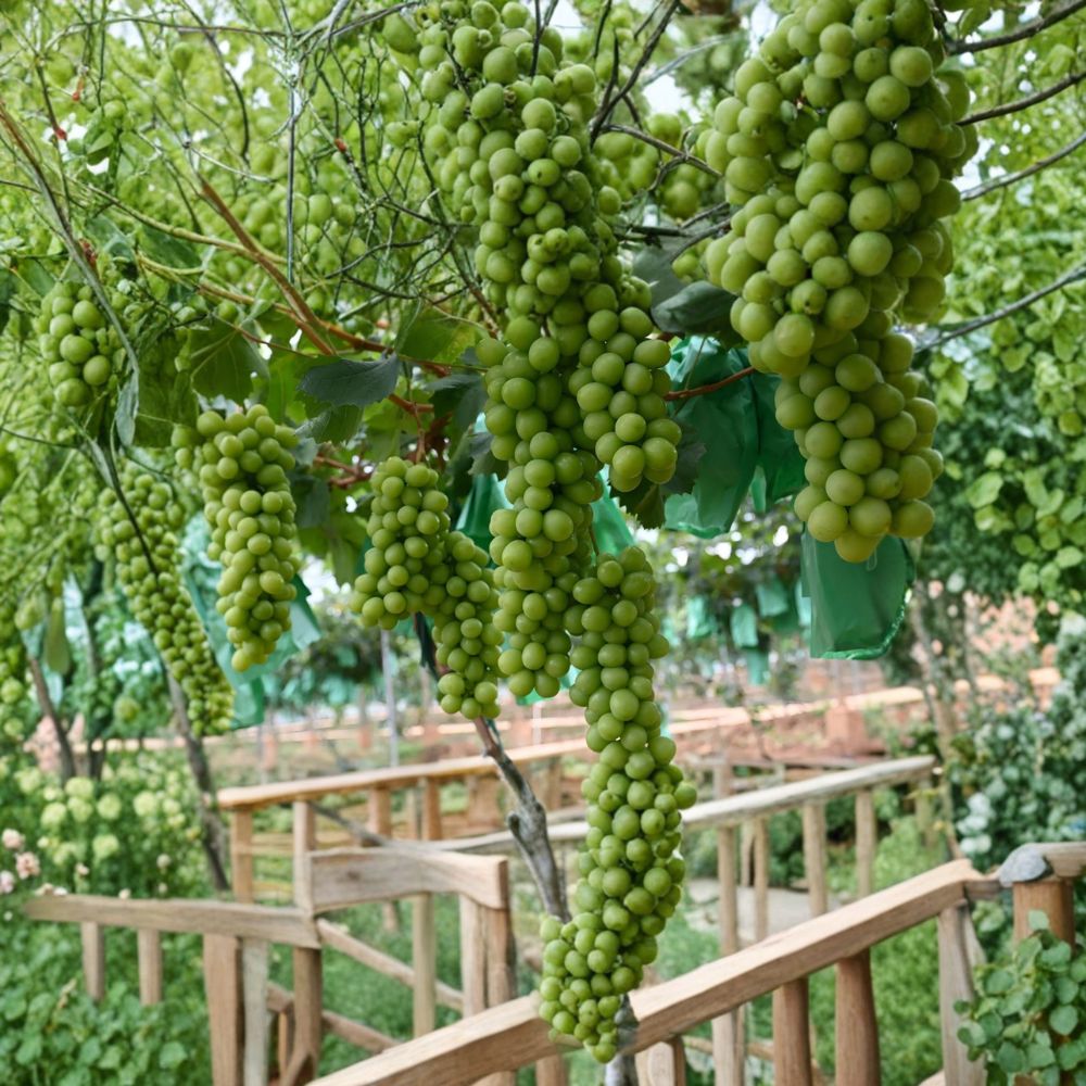 Shine Muscat Grape Plant – Grafted on 3309C Rootstock, Japanese Seedless Green Grape Vine, Fruiting Perennial, 24 Inches
