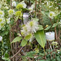 Dwarf Fothergilla Live Shrub 1 Gallon Pot Native Fall Color Fragrant Deciduous Garden Plant