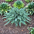 Wild Imagination Hosta Live Bare Root Shade Perennial Twisted Blue Foliage Large Ruffled Leaves