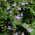 Wild Geranium Bare Roots 5 Pack | Native Shade Perennial Woodland Wildflower | Geranium maculatum