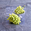 Japanese Gold Finger Grape Plant | Vitis vinifera Live Vine in Nursery Pot | Golden Elongated Table Grape