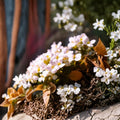 Rock Jasmine Seeds – Androsace alpina, Alpine Ground Cover, Cold Hardy Perennial, Rock Garden Plant, 20 Seeds