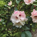 Rhododendron ‘Bronze Wing’ Live Evergreen Shrub with White & Pink Blooms, Dwarf Bronze Foliage, Container Grown