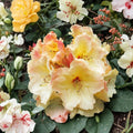 Rhododendron ‘Horizon Monarch’ Live Evergreen Shrub with Multicolored Pink, Yellow & Cream Blooms, Container-Grown Plant