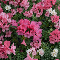 Rhododendron ‘Kimbeth’ Live Evergreen Shrub | Pink Bell-Shaped Blooms | Dwarf Cold Hardy Rhododendron | Container Grown