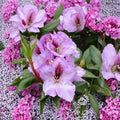 Rhododendron ‘Arthur Bedford’ Live Evergreen Shrub with Fragrant Purple Blooms, Cold Hardy Landscape Plant, Field Grown 15–18 Inches Wide