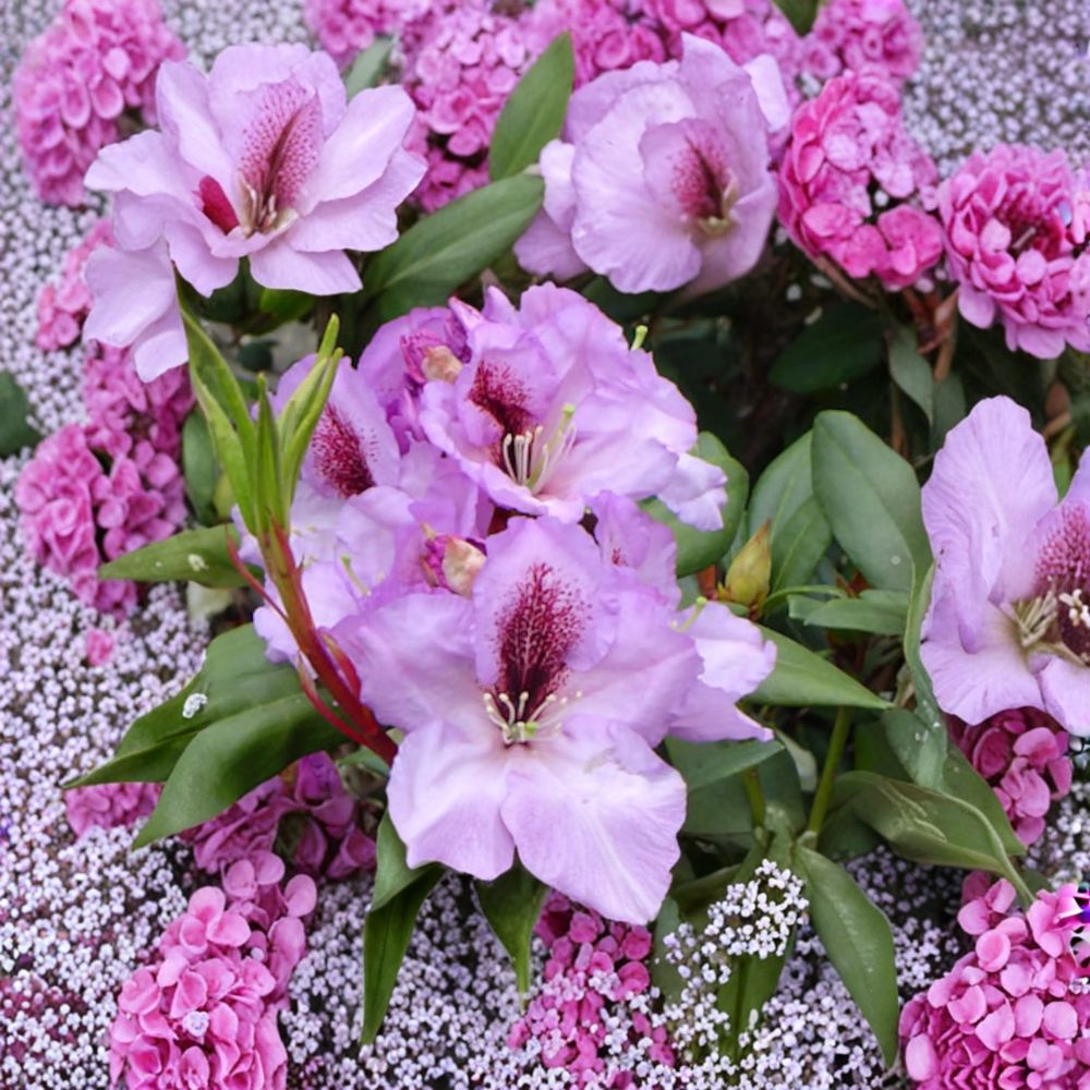 Rhododendron ‘Arthur Bedford’ Live Evergreen Shrub with Fragrant Purple Blooms, Cold Hardy Landscape Plant, Field Grown 15–18 Inches Wide