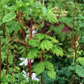 Acer circinatum ‘Pacific Fire’ Vine Maple Tree, Colorful Deciduous Ornamental, Container Grown, Hardy to -5°F