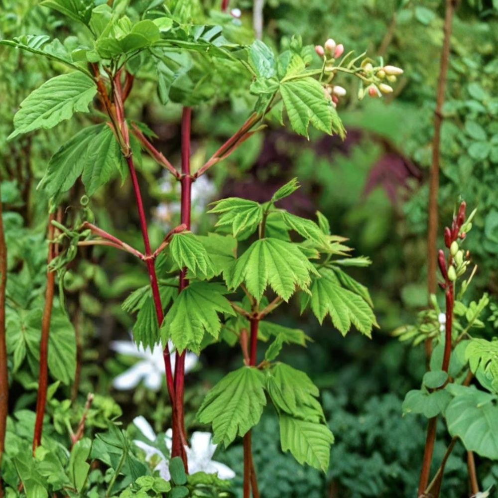 Acer circinatum ‘Pacific Fire’ Vine Maple Tree, Colorful Deciduous Ornamental, Container Grown, Hardy to -5°F