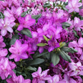 Rhododendron ‘Purple Passion’ Live Evergreen Shrub with Purple and White Blooms, Cold Hardy Landscape Plant
