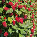 Rubus x Loganberry Live Berry Plant | Thornless Hybrid Raspberry Blackberry Vine | Container Grown 6–12 Inches Tall