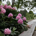 Rhododendron Scintillation – Bright Pink Blooms, Evergreen Shrub, Cold Hardy to -10°F, Field Grown Plant