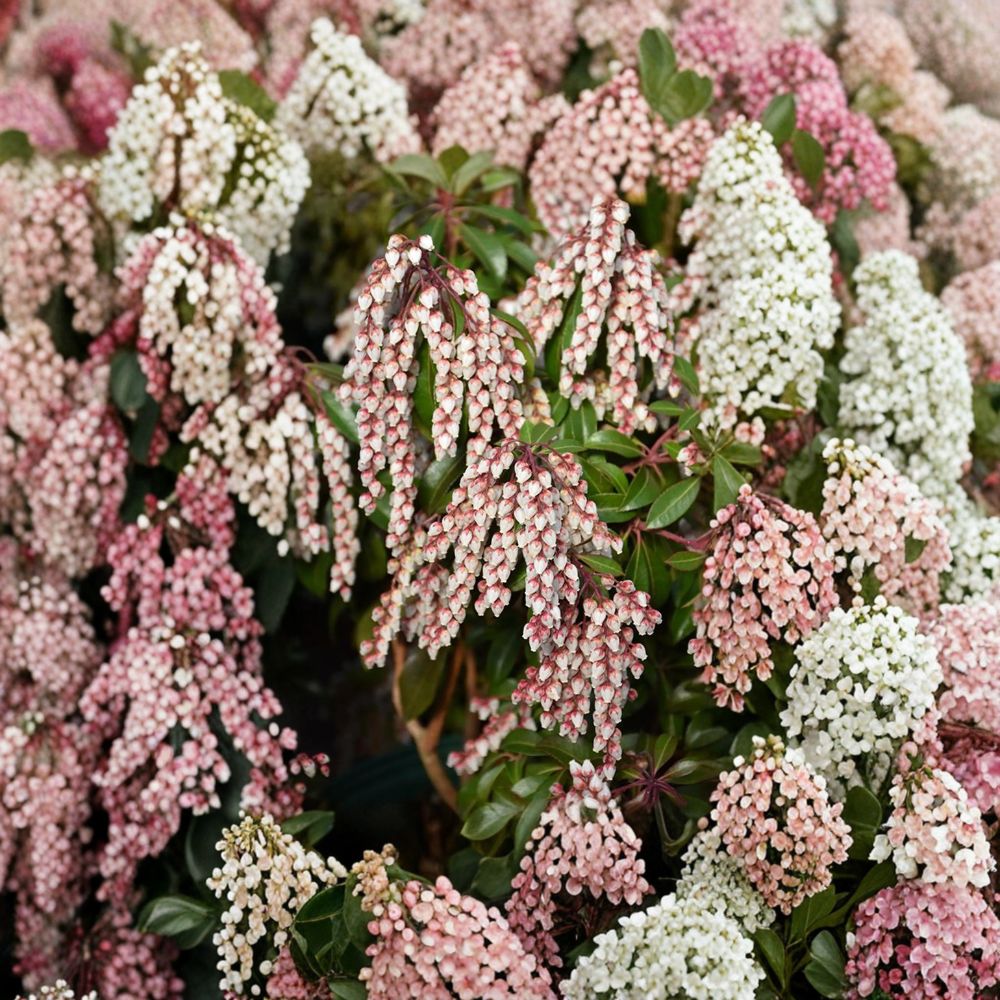 Pieris japonica ‘Dorothy Wyckoff’ Live Evergreen Shrub with Pink Bell-Shaped Flowers, Container Grown, Hardy Japanese Andromeda