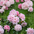 Christmas Cheer Rhododendron Live Flowering Shrub, Pink Blooms, Evergreen Landscape Plant, USDA Zones 6–8