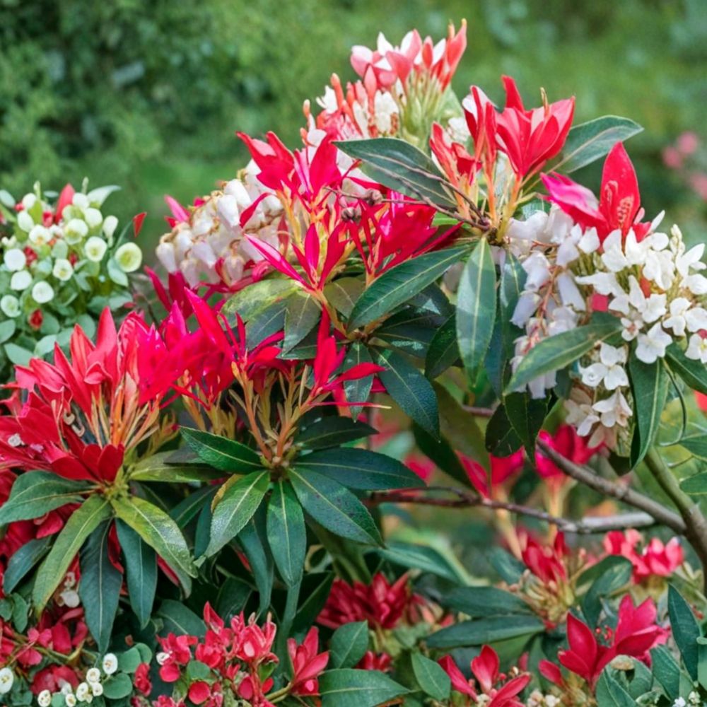 Pieris japonica ‘Mountain Fire’ Live Evergreen Shrub | Red New Foliage & White Blooms | Hardy Shade Plant | Container Grown
