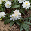 Chionoides Rhododendron Live Evergreen Shrub 12-15 Inches White Spring Blooms USDA Zones 5-9