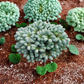 Abies koreana ‘Ice Breaker’ Dwarf Korean Fir | Silver Blue Evergreen Conifer | Compact Container Grown Plant