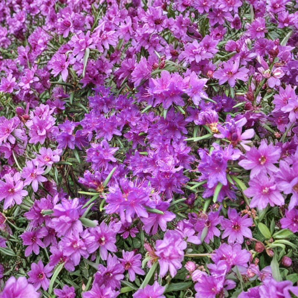 Night Editor Rhododendron Live Evergreen Shrub – Purple Blooms, Compact, Hardy to -5°F, Rhododendron hybrid