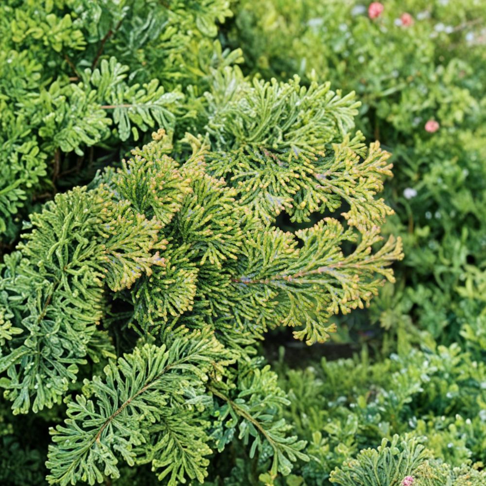 Chamaecyparis obtusa ‘Golden Pillar’ Live Hinoki Cypress - Compact Evergreen Shrub with Golden Foliage, Container Grown Conifer