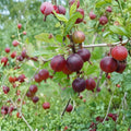 Pixwell Gooseberry Live Rooted Plant – Self-Pollinating Edible Berry Shrub, Cold Hardy USDA Zones 3–8