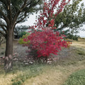 Acer palmatum Wakehurst Pink Live Tree – Rare Japanese Maple, Bright Pink Spring Foliage, Upright Collector Maple, 25–35 Inches Tall