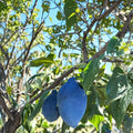 Long John European Plum Tree – Live Fruit Tree in Nursery Pot, Prunus domestica, Purple Freestone Fruit