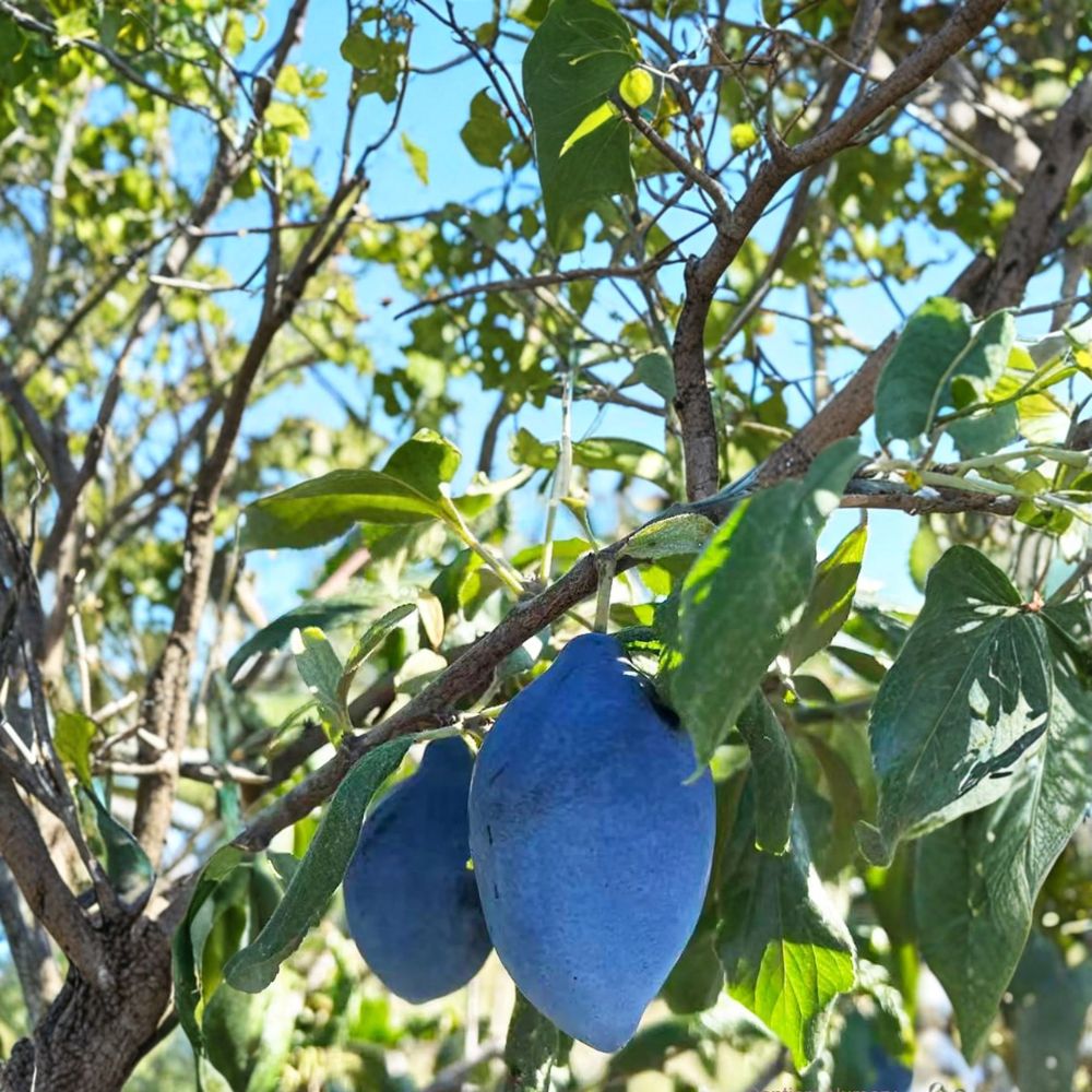 Long John European Plum Tree – Live Fruit Tree in Nursery Pot, Prunus domestica, Purple Freestone Fruit