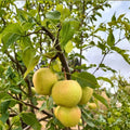 Emerald Crisp Asian Pear Tree Bare Root – Pyrus pyrifolia, Juicy Early Sweet Crispy Fruit Tree