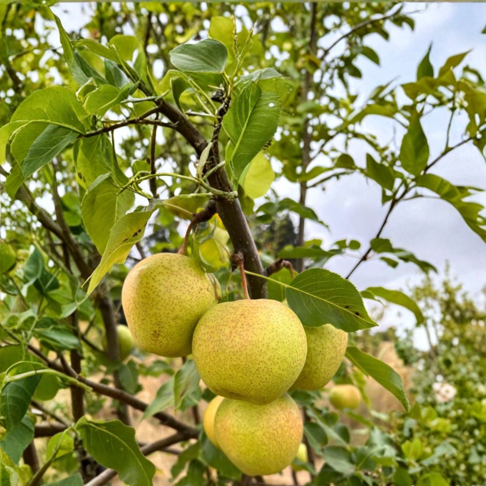 Emerald Crisp Asian Pear Tree Bare Root – Pyrus pyrifolia, Juicy Early Sweet Crispy Fruit Tree