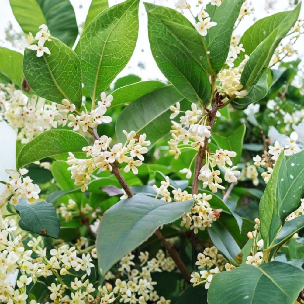 Sweet Osmanthus ‘Semperflorens’ Fragrant Tea Olive Tree – Evergreen Shrub with White Flowers, One Gallon Plant
