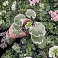 Geranium Live Plant – Variegated White Foliage & Double Red Blooms – Pelargonium ‘Wilhelm Langguth’ for Patio & Container